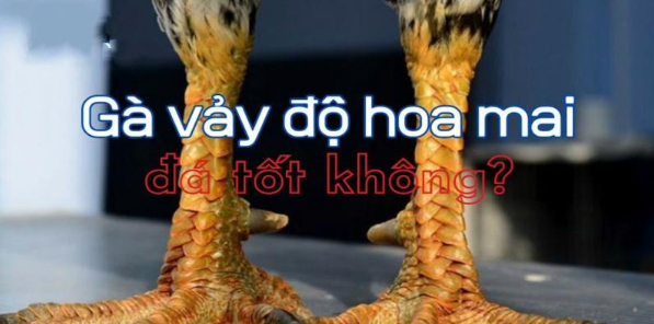 Vảy Độ Hoa Mai - Chiến Kê Vô Địch Trong Mọi Trận Đấu